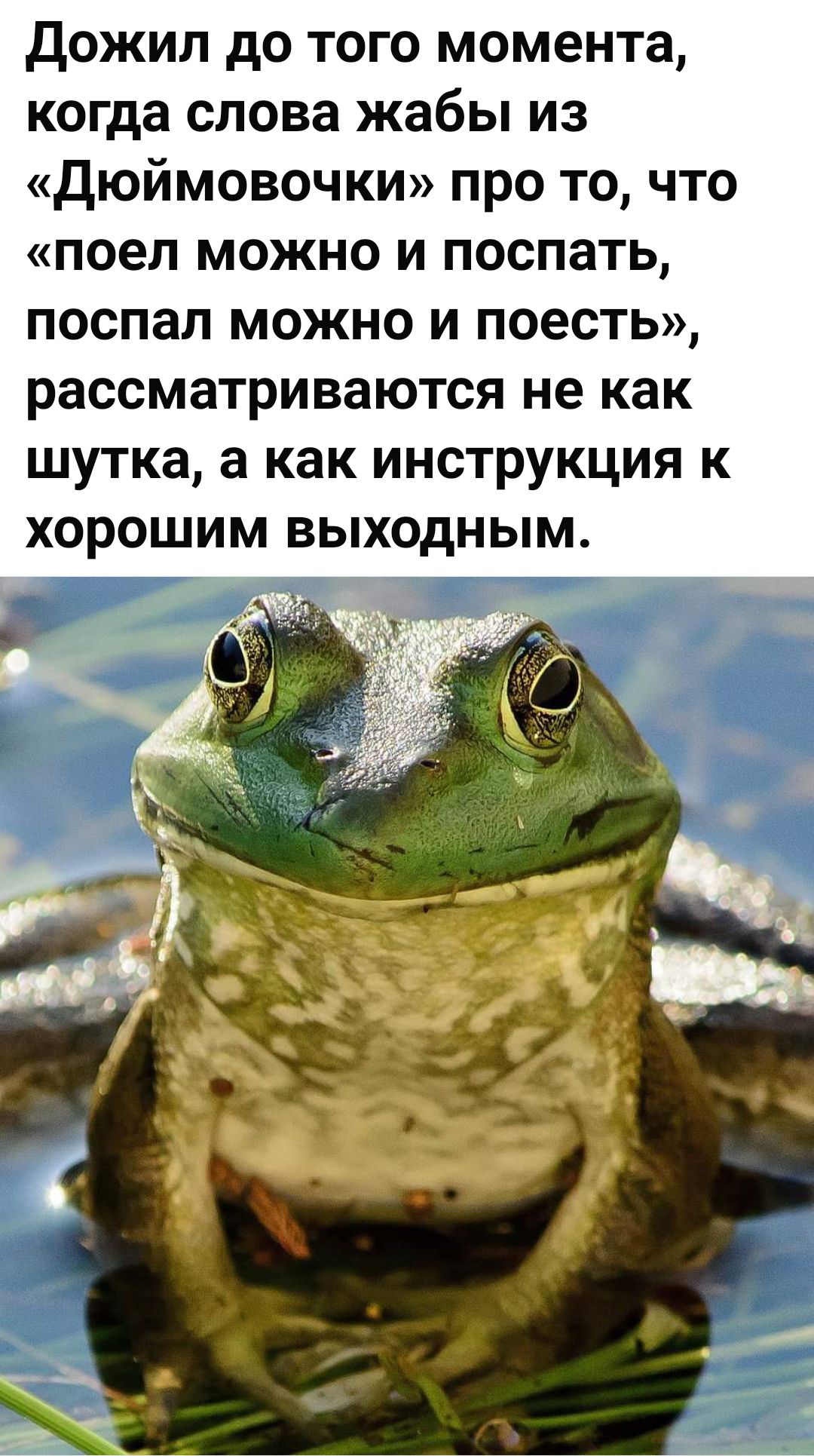 дожил до того момента когда слова жабы из дюймовочки про то что поел можно и поспать поспал можно и поесть рассматриваются не как шутка а как инструкция к хорошим выходным