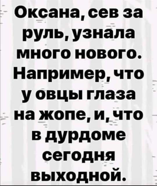 Оксана сев за руль узнала много нового Например что у овцы глаза на жопе и что В дУРдоме сегодня выходной