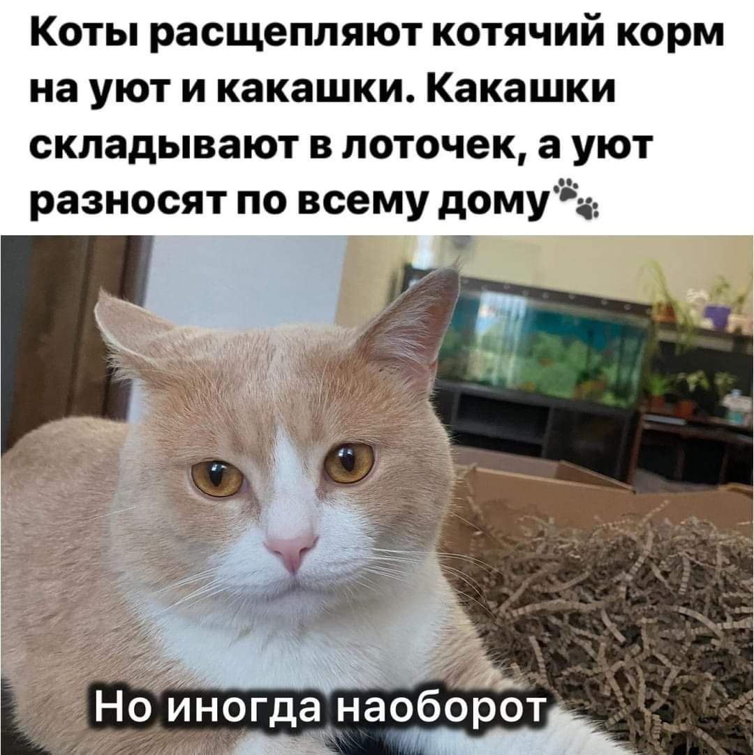 Коты расщепляют котячий корм на уют и какашки Какашки складывают в поточек а уют разносят по всему дому