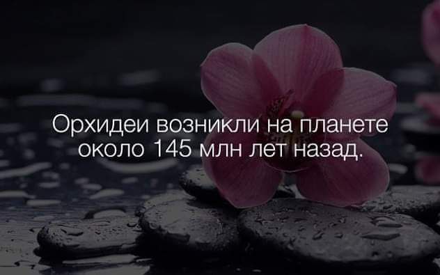 _ Орхидеи н и на ппааетё _ около 14 пн лет назад _