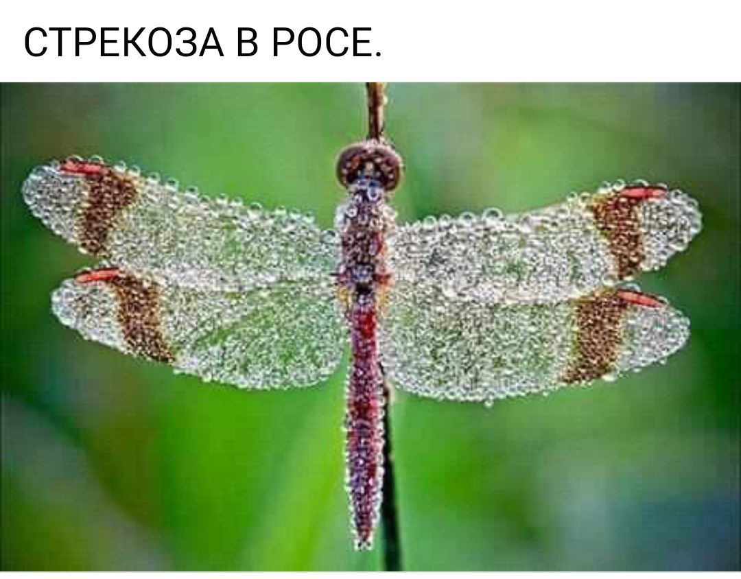 СТРЕКОЗА В РОСЕ