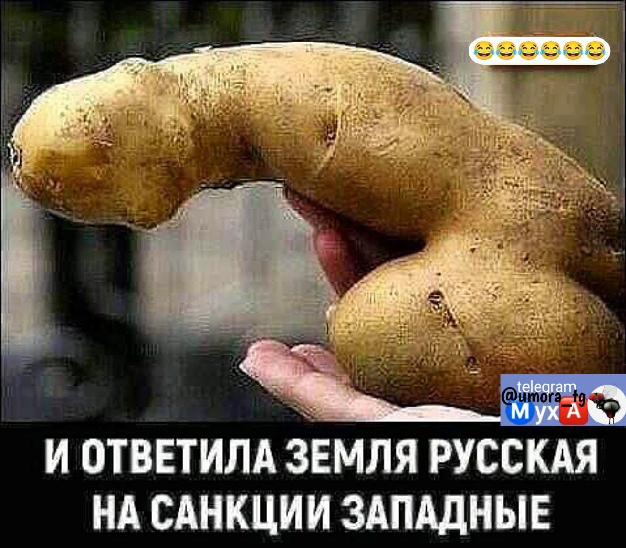 М И ОТВЕТИПА 3ЕМЛЯ РУСС НА САНКЦИИ ЗАПАДНЫЕ