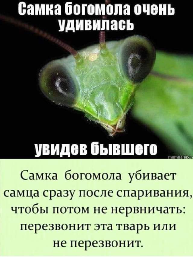 Самка богомопа очень удивилась увидев бьіізшего Самка богомола убивает самца сразу после спаривания чтобы потом не нервничать ПСРСЗВОНИТ эта тварь ИЛИ не перезвонит