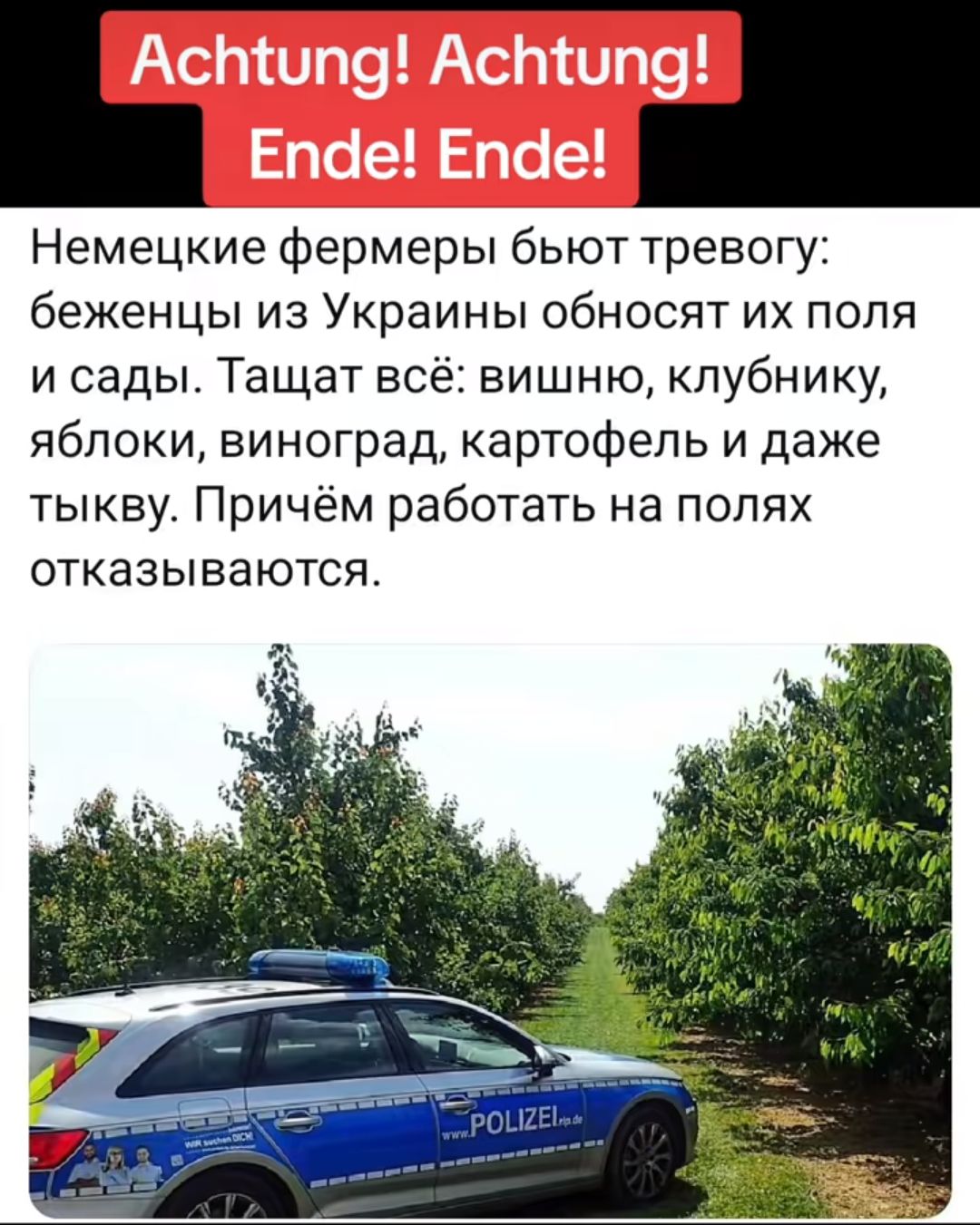 Немецкие фермеры бьют тревогу беженцы из Украины обновят их поля и сады Тащат всё вишню клубнику яблоки виноград картофель и даже тыкву Причём работать на полях отказываются