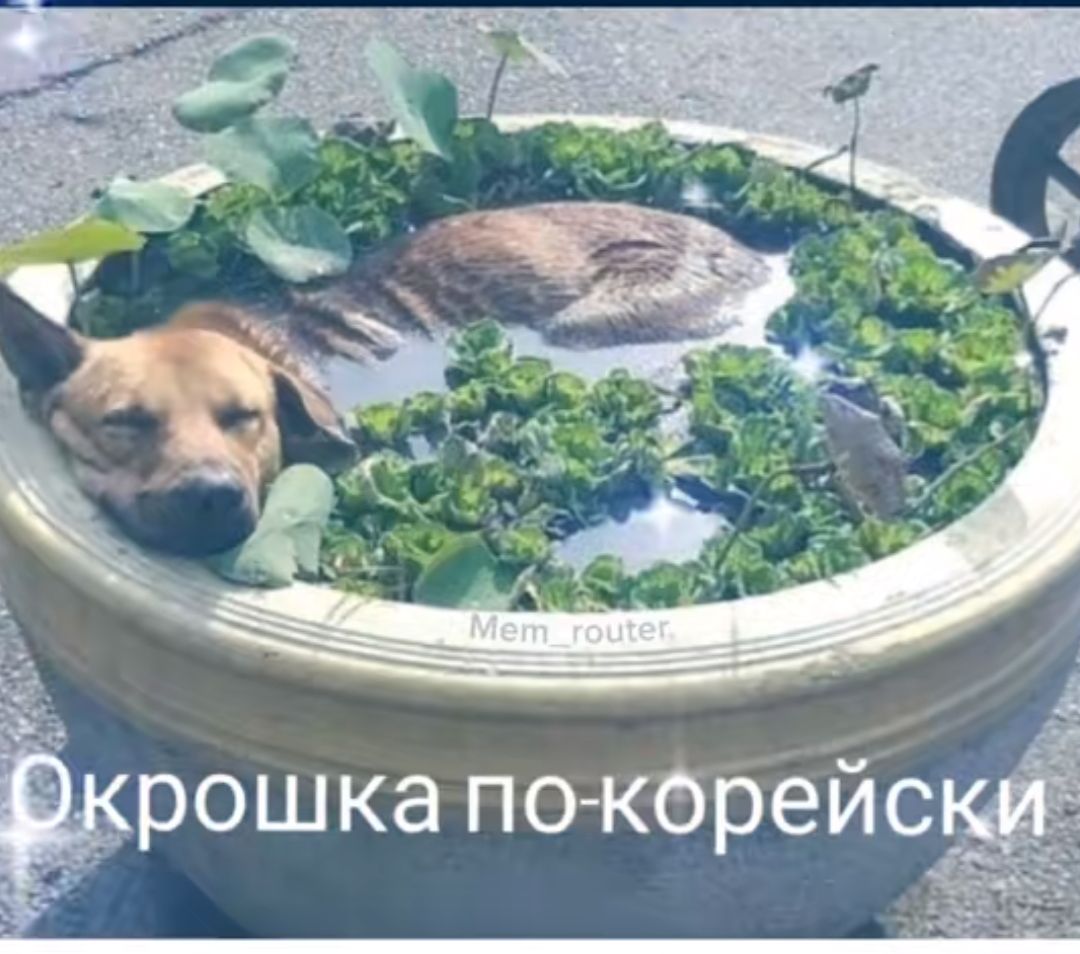 рошка по корейс