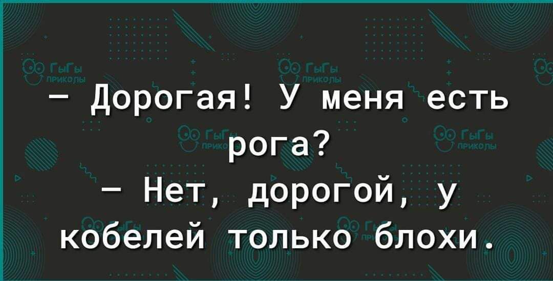 Дорогая У меня есть рога Нет дорогой у кобелей только блохи