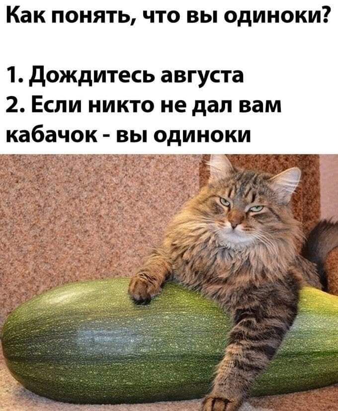 Как понять что вы одиноки 1 Дождитесь августа 2 Если никто не дал вам кабачок вы одиноки