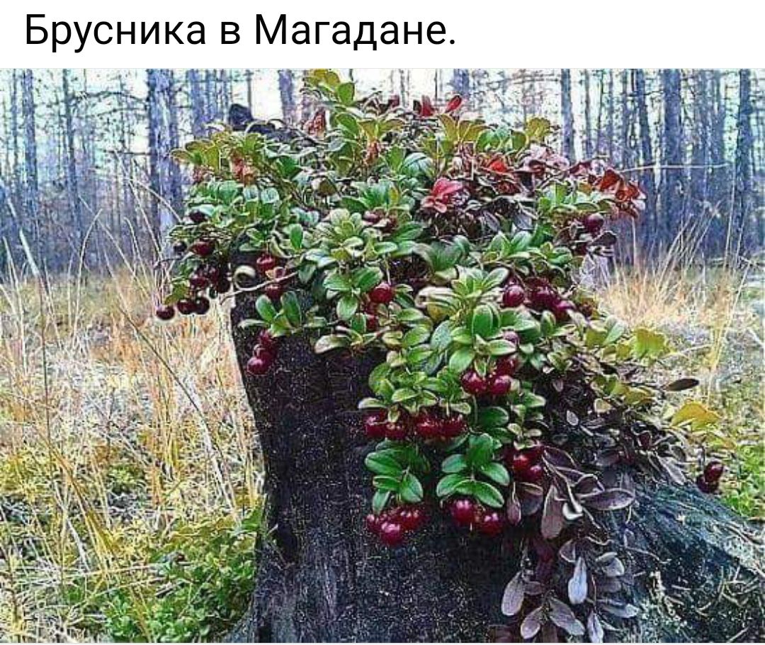 Брусника в Магадане