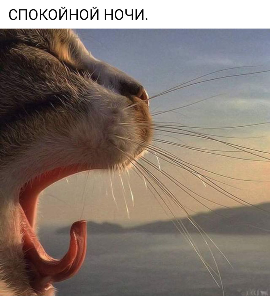 СПОКОЙНОЙ НОЧИ