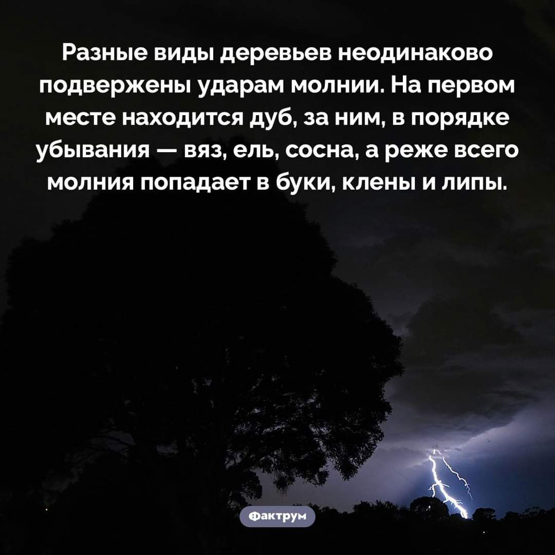 Разные виды деревьев неодинаково подвержены ударам молнии На первом месте находится дуб за ним в порядке убывания вяз ель сосна а реже всего молния попадает в буки клены и липы