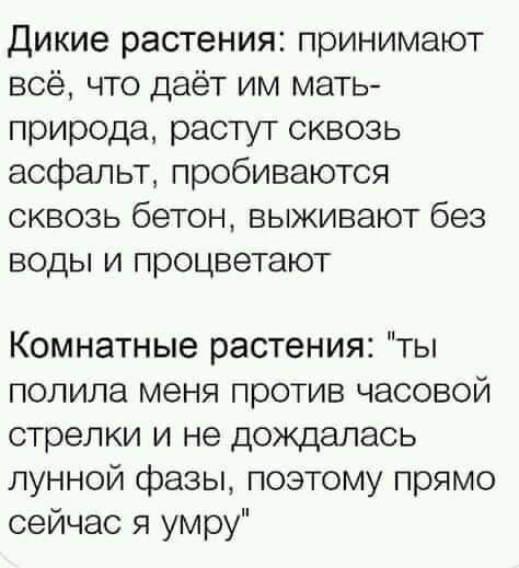 Дикие растения принимают всё что даёт им мать природа растут сквозь асфальт пробиваются сквозь бетон выживают без воды и процветают Комнатные растения ты полила меня против часовой стрелки и не дождалась лунной фазы поэтому прямо сейчас я умру