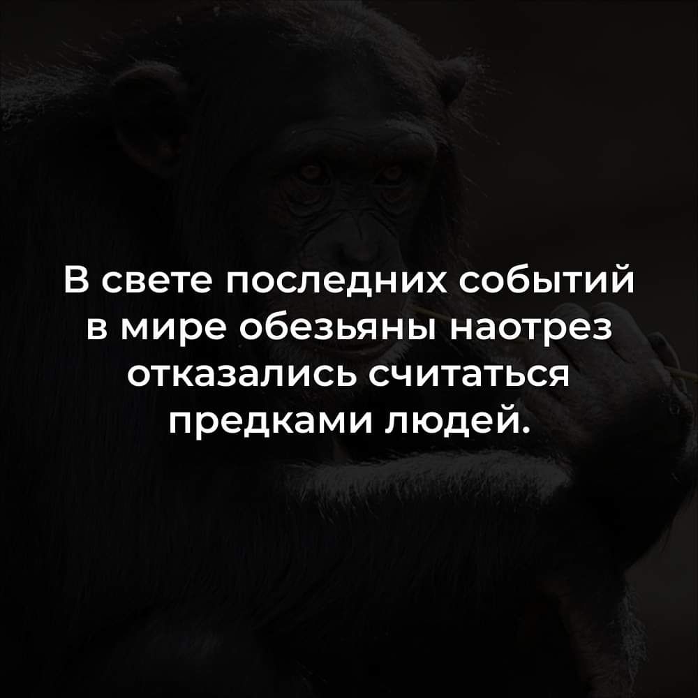 В свете последних событий в мире обезьяны наотрез отказались считаться предками людей