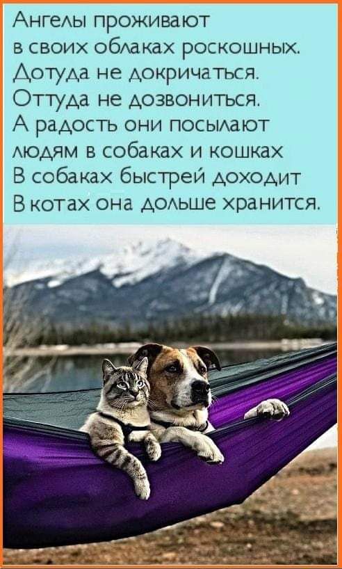 Ангелы проживают в своих облаках роскошных Дотуда не докричаться Оттуда не дозвониться А радость они посылают людям в собаках и кошках В собаках быстрей доходит В котах она дольше хранится