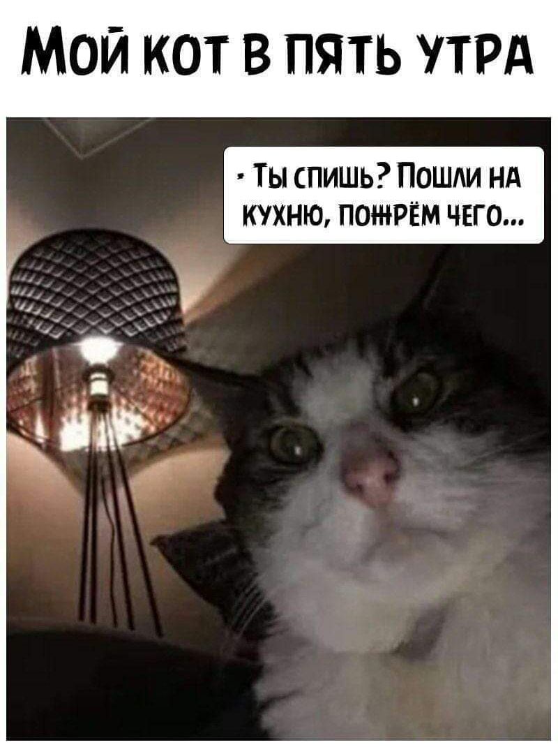 МОЙ КОТ В ПЯТЬ УТРА Ты спишЬ ПоШЛИ НА КУХНЮ ПОНРЁМ ЧЕГО