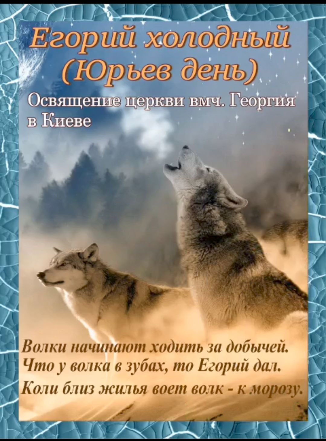 ЮРВеСОСТ Освященёц КВИ ВМЧ Волки начинают ходить за добычей Что у волка в зубах то Егорий дал