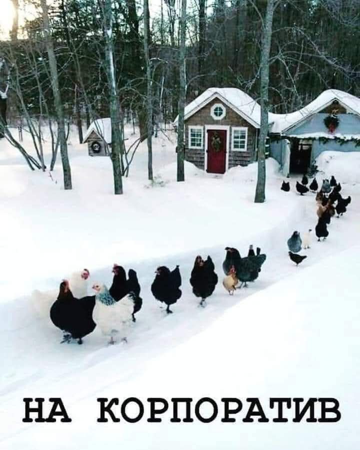 НА КОРПОРАТИВ