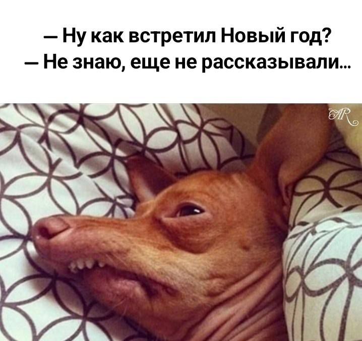 Ну как встретил Новый год Не знаю еще не рассказывали