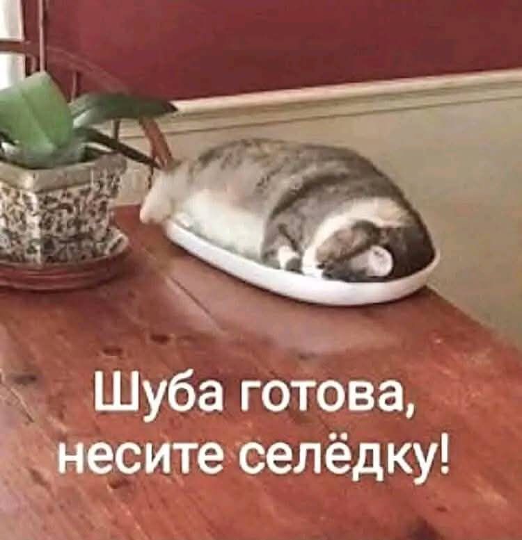 х Шуба готова чнесите селёдку