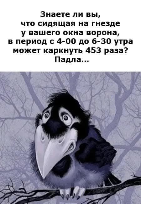 Знаете ли вы что сидящая на гнезде у вашего окна ворона в период с 4 00 до 6 30 утра может каркнуть 453 раза Падла