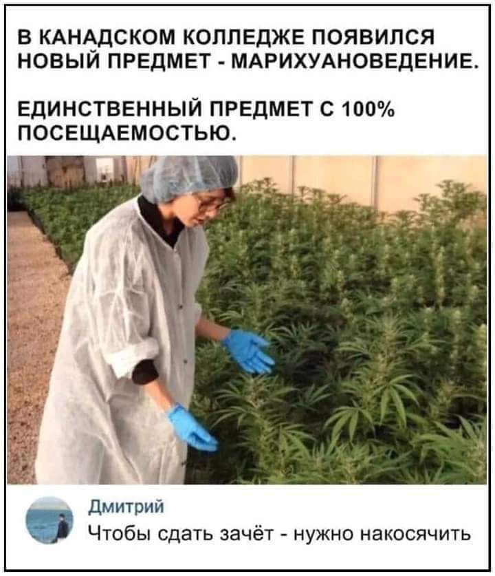 В канадском колледже появился новый предмет  марихуановедение. Единственный предмет с 100 посещаемостью. Дмитрий . Чтобы сдать зачёт  нужно накосячить