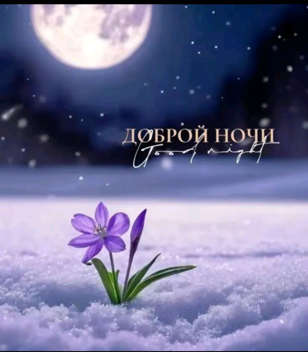 ДОБРОЙ НОЧИ
Good night