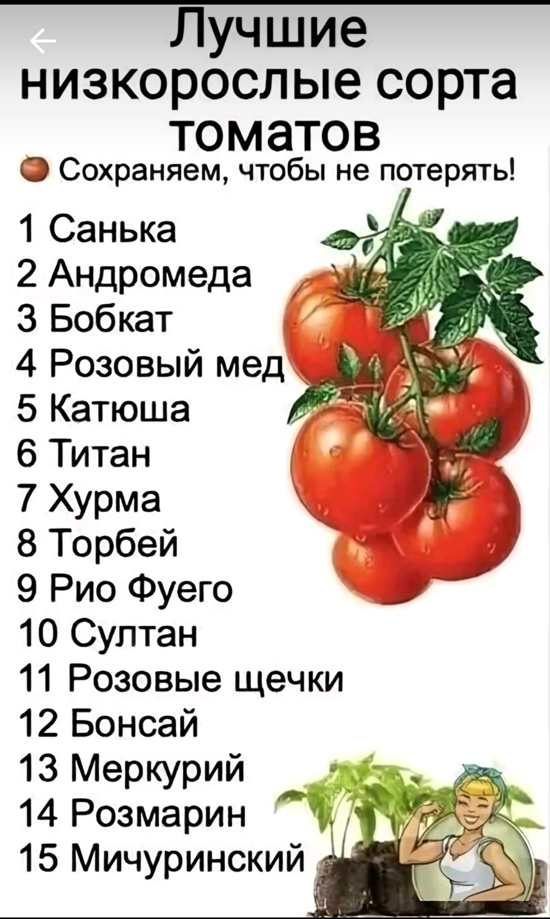 Лучшие низкорослые сорта томатов
🍅 Сохраняем, чтобы не потерять!
1 Санька
2 Андромеда
3 Бобкат
4 Розовый мед
5 Катюша
6 Титан
7 Хурма
8 Торбей
9 Рио Фuego
10 Султан
11 Розовые щечки
12 Бонсай
13 Меркурий
14 Розмарин
15 Мичуринский