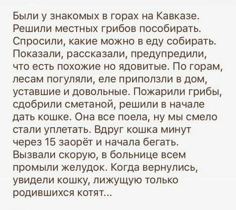 Были у знакомых в горах на Кавказе. Решили местных грибов пособирать. Спросили, какие можно в еду собирать. Показали, рассказали, предупредили, что есть похожие на ядовитые. По горам, лесам погуляли, еле приползли в дом, уставшие и довольные. Пожарили грибы, собрали сметану, решили в начале дать кошке. Она Eso поела, но мы смело стали улетать. Вдруг кошка минут через 15 заорет и начала бегать. Вызвали скорую, в больнице всем промыли желудок. Когда вернулись, увидел кошку, лижущую только родившихся котят...