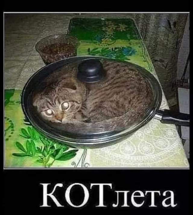 КOTлета