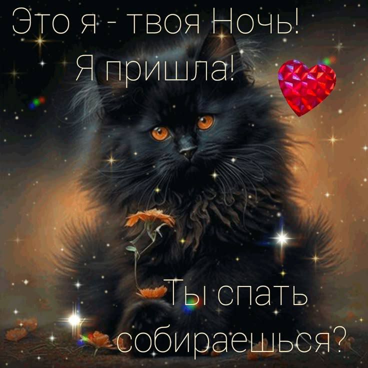 Это я - твоя Ночь! Я пришла! Ты спать собираешься?