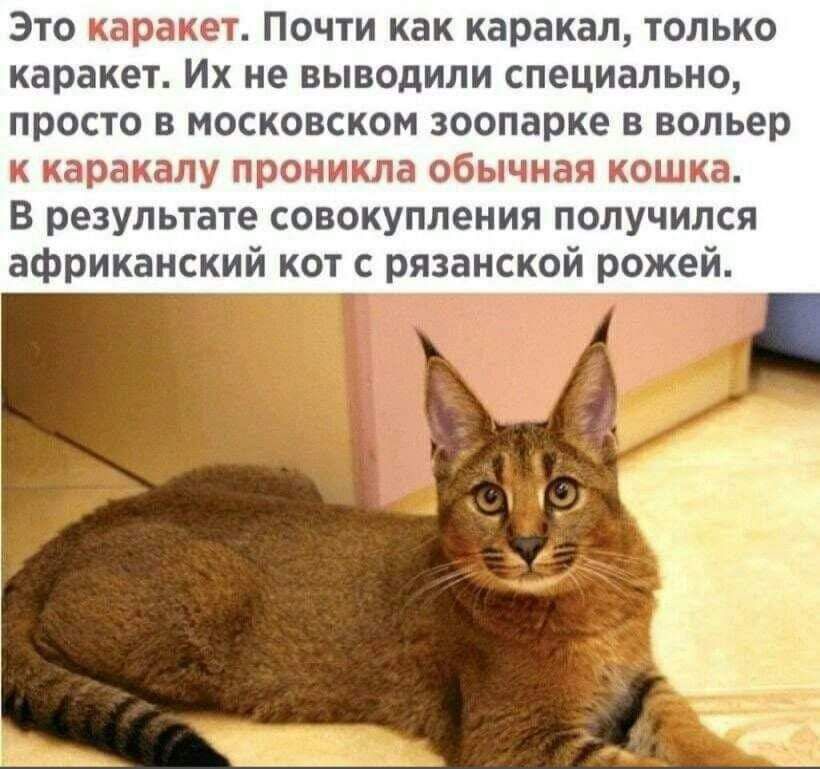 Это каракет. Почти как каракал, только каракет. Их не выводили специально, просто в московском зоопарке в вольер к каракалу проникла обычная кошка. В результате совокупления получился африканский кот с рязанской рожей.