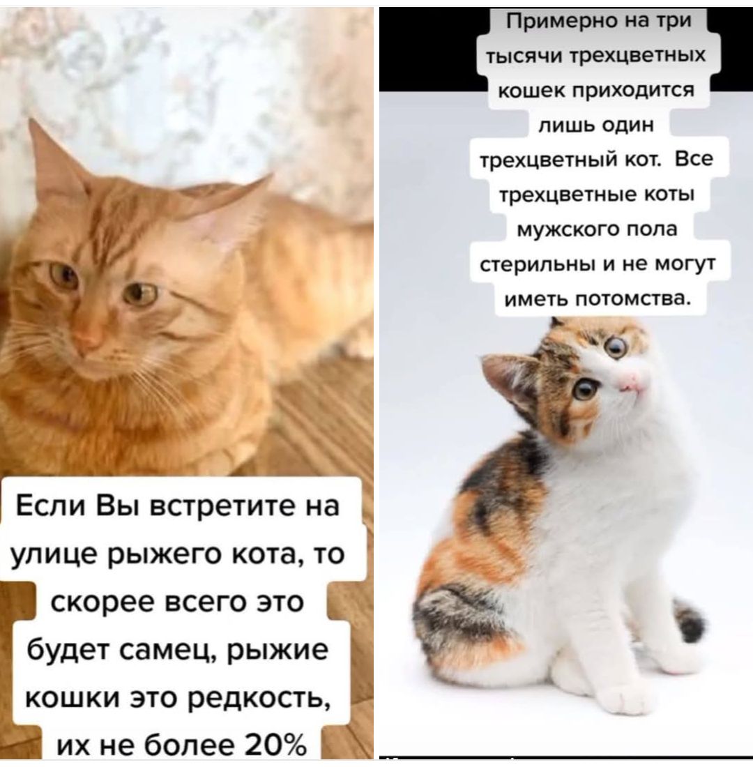 Если Вы встретите на улице рыжего кота, то, скорее всего это будет самец, рыжие кошки это редкость, их не более 20%. Примерно на три тысячи трехцветных кошек приходится лишь один трехцветный кот. Все трехцветные коты мужского пола стерильны и не могут иметь потомства.