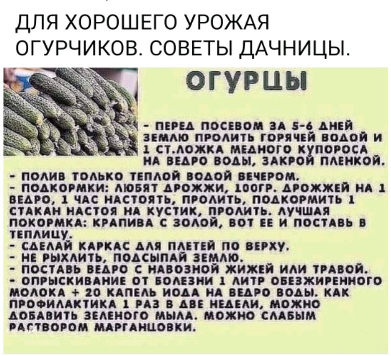 ДЛЯ ХОРОШЕГО УРОЖАЯ ОГУРЧИКОВ. СОВЕТЫ ДАЧНИЦЫ.

ОГУРЦЫ

- Перед посевом за 5-6 дней землю пролить горячей водой и 1 ст. ложка медного купороса на ведро воды, закрой пленкой.
- Поливать только теплой водой вечером.
- Подкормки: любят дрожжи, 100г. дрожжей на 1 ведро, 1 час настаивать, пролить, подкормили.
- Станки настоем на вкус, прочитать, полить.
- Подкормка: крапива &. Вечером не ставь в теплицу.

- Сделай каркас для плетения повыше.
- Не рыхлить, подсушенная земля.
- Поставь ведро с навозной жижей или травой, обогащенный образец.
- Опрыскать 20 капель мыла в ведре воды.

- Добавь зеленого мыла. Можно взять раствором марганца.