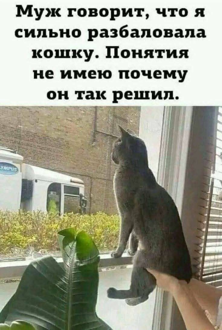 Муж говорит, что я сильно разбаловала кошку. Понятия не имею почему он так решил.