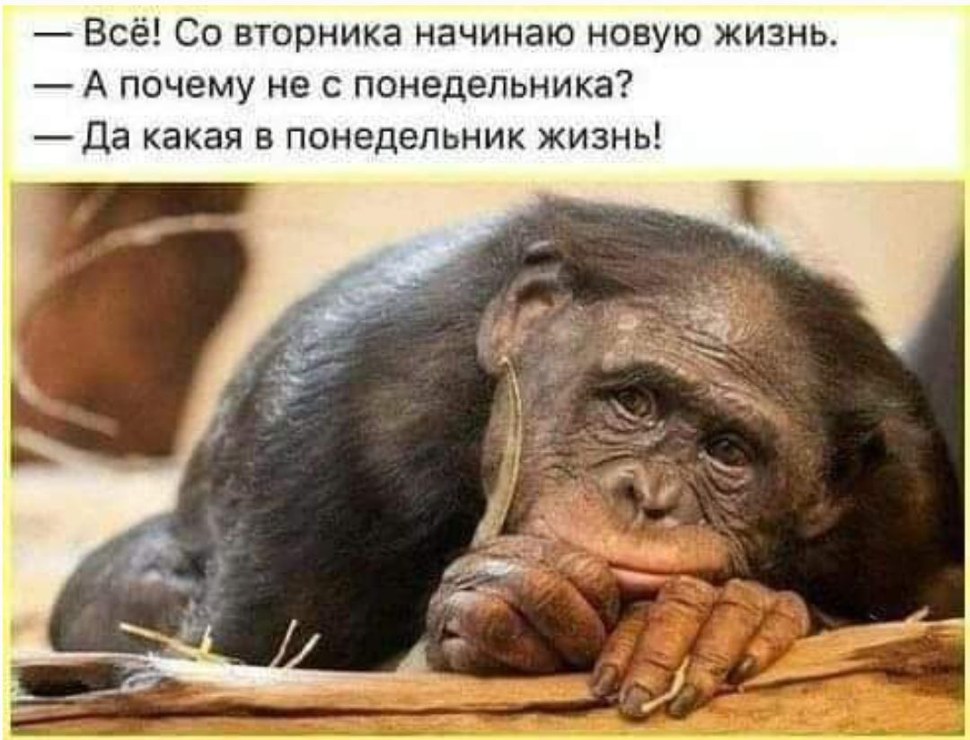 — Всё! Со вторника начинаю новую жизнь.  
— А почему не с понедельника?  
— Да какая в понедельник жизнь!