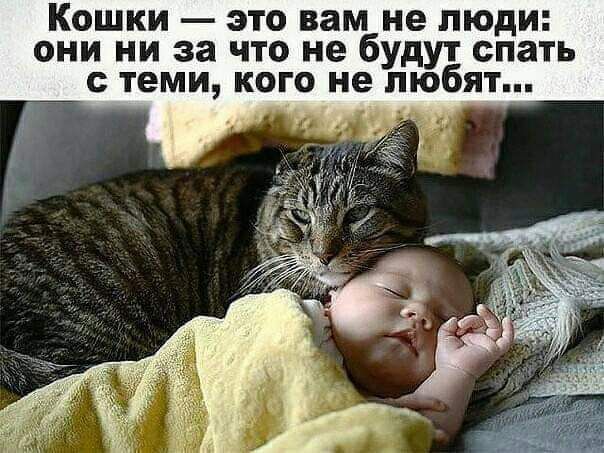Кошки — это вам не люди: они ни за что не будут спать с теми, кого не любят...