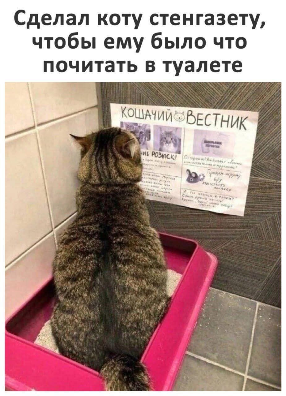 Сделал коту стенгазету, чтобы ему было что почитать в туалете