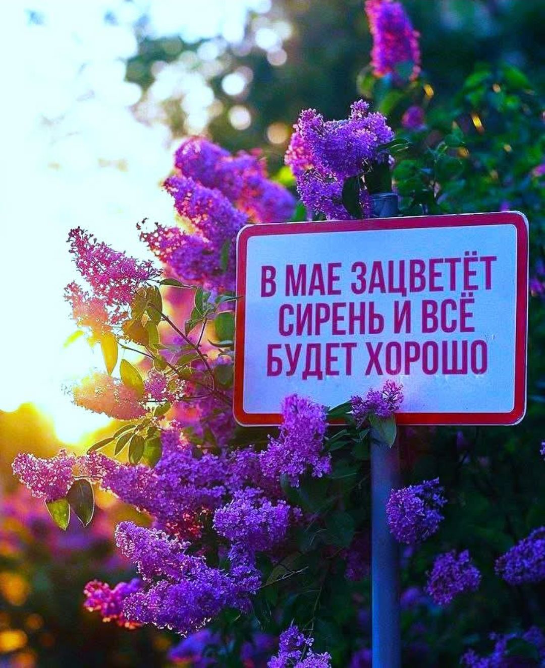 В мае зацветёт сирень и всё будет хорошо