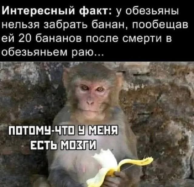 Интересный факт: у обезьяны нельзя забрать банан, пообещав ей 20 бананов после смерти в обезьяньем раю... ПОТОМУ-ЧТО У МЕНЯ ЕСТЬ МОЗГИ