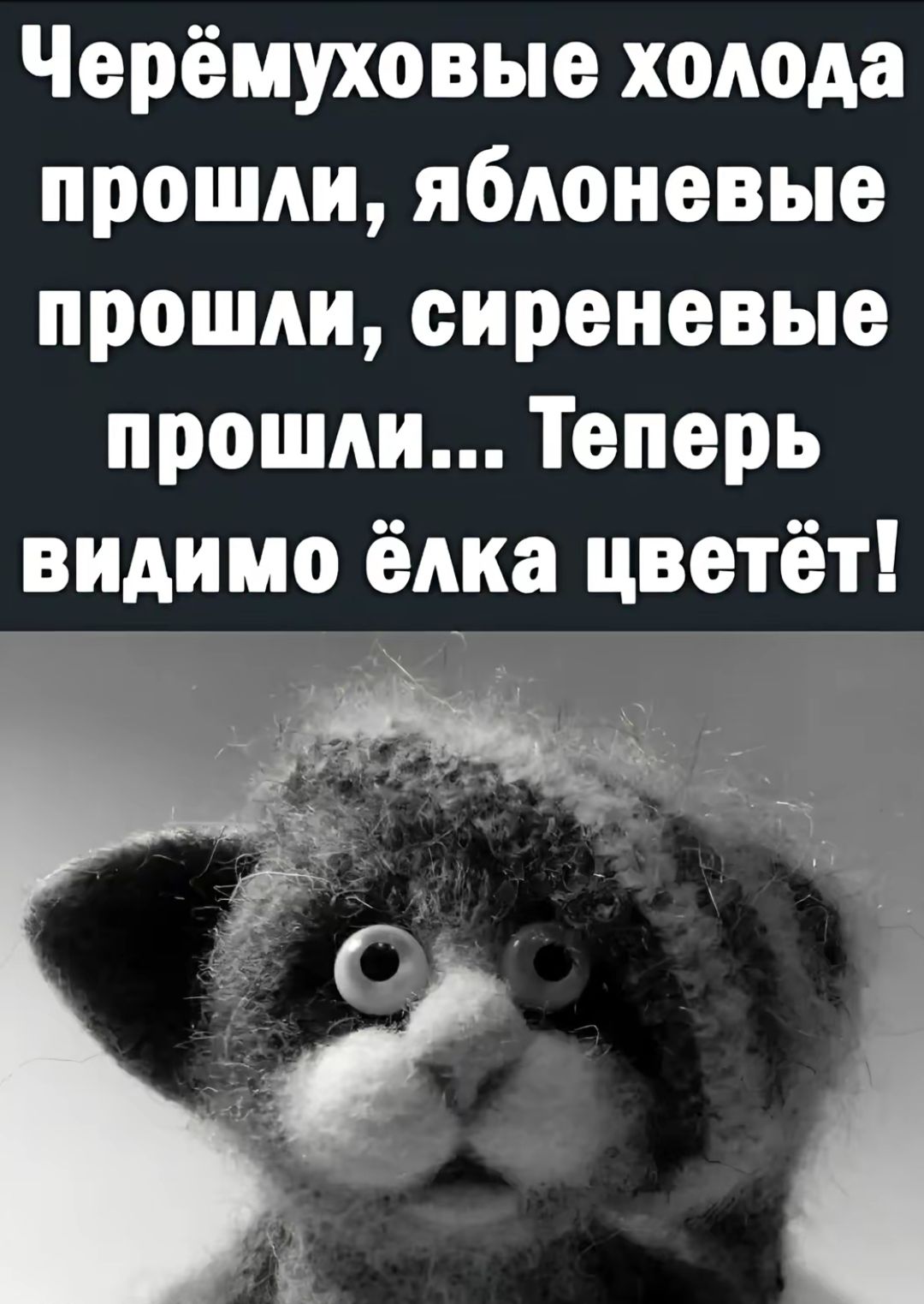 Чёрёмуховые холода прошли, яблоневые прошли, сиреневые прошли... Теперь видимо ёлка цветёт!