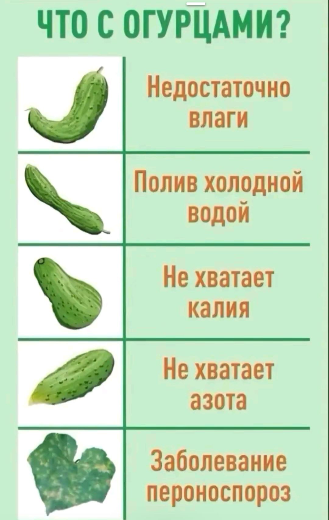 Что с огурцами?
Недостаточно влаги
Полив холодной водой
Не хватает калия
Не хватает азота
Заболевание пероноспороз