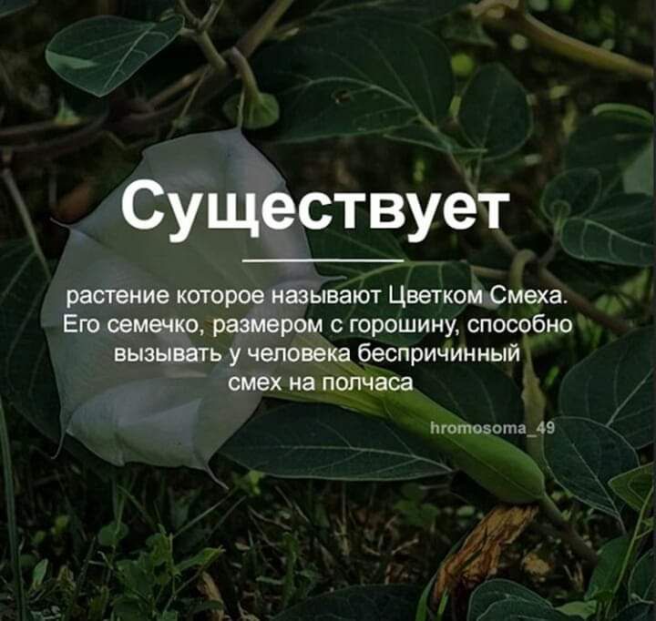 Существует
растение которое называют Цветком Смеха. Его семечко, размером с горошину, способно вызывать у человека беспричинный смех на полчаса
hromosoma_49
