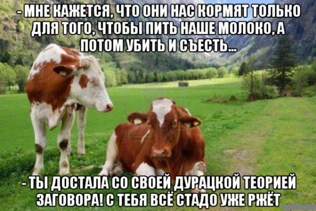 - МНЕ КАЖЕТСЯ, ЧТО ОНИ НАС КОРМЯТ ТОЛЬКО ДЛЯ ТОГО, ЧТОБЫ ПИТЬ НАШЕ МОЛОКО, А ПОТОМ УБИТЬ И СЪЕСТЬ...
- ТЫ ДОСТАЛА СО СВОЕЙ ДУРАЧКОЙ ТЕОРИЕЙ ЗАГОВОРА! С ТЕБЯ ВСЁ СТАДО УЖЕ РЖЁТ