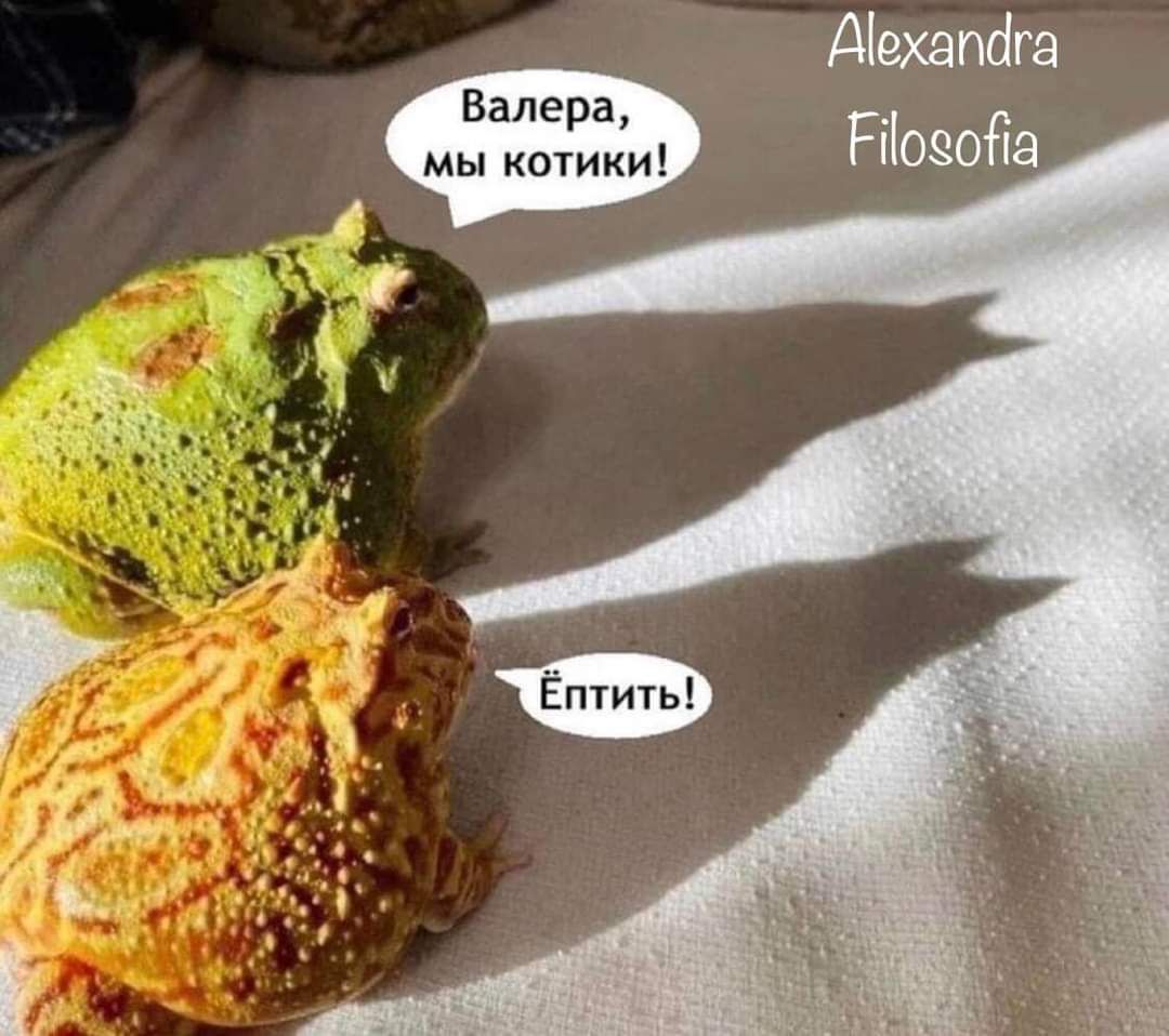 Валера, мы котики!
Ёппить!