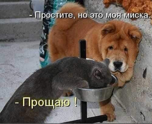 - Простите, но это моя миска.
- Прощаю!