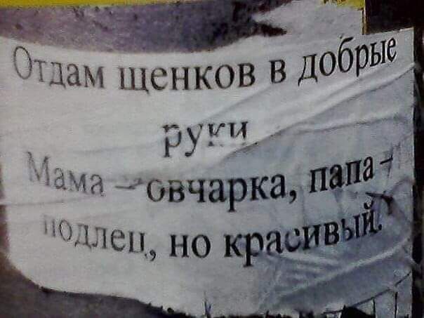 Отдам щенков в добрые руки
Мама – овчарка, папа – подлец, но красивый.