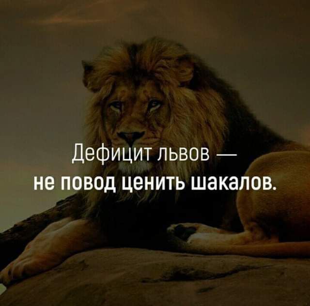 Дефицит львов — не повод ценить шакалов.