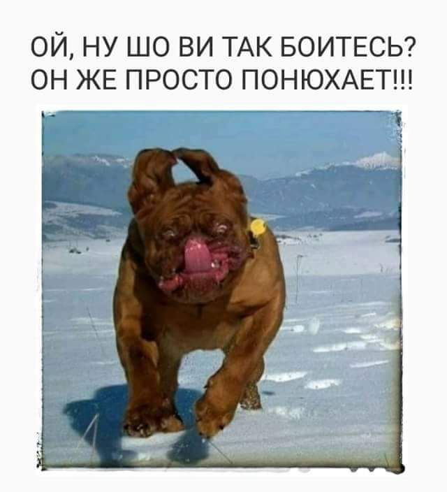 ОЙ, НУ ШО ВИ ТАК БОИТЕСЬ? ОН ЖЕ ПРОСТО ПОНЮХАЕТ!!!