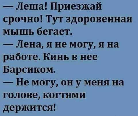 — Леша! Приезжай срочно! Тут здоровенная мышь бегает.
— Лена, я не могу, я на работе. Кинь в нее Барсиком.
— Не могу, он у меня на голове, когтями держится!