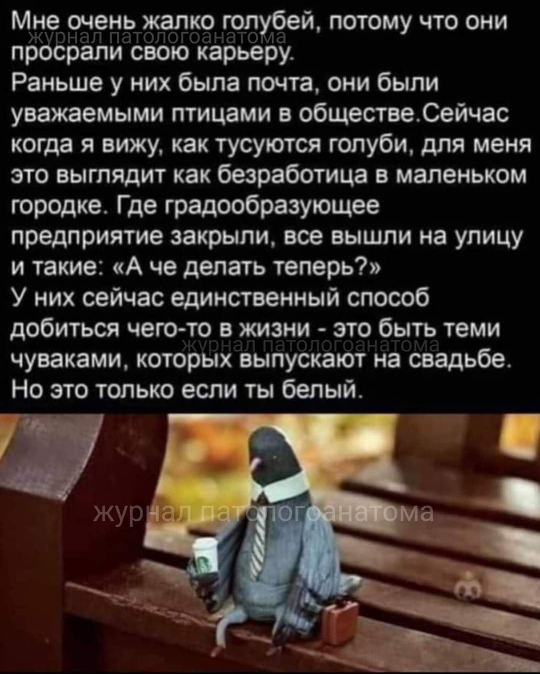 Мне очень жалко голубей, потому что они просрали свою карьеру. Раньше у них была почта, они были уважаемыми птицами в обществе. Сейчас когда я вижу, как тусуются голуби, для меня это выглядит как безработица в маленьком городке. Где градообразующее предприятие закрыли, все вышли на улицу и такие: 