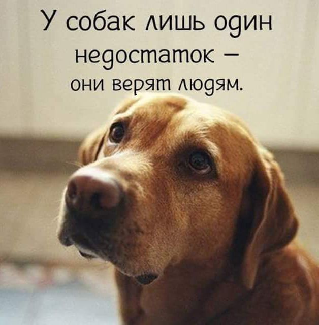 У собак лишь один недостаток – они верят людям.